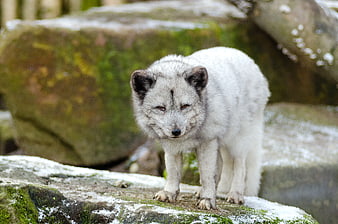 White Arctic Wolf Puppy Standing on Snowy Rock