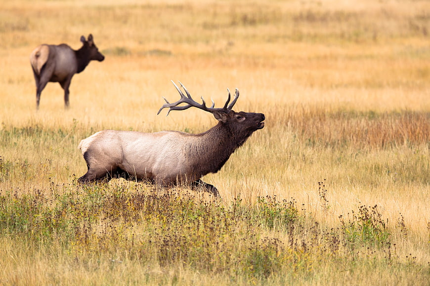Male Elk Bugling in Golden Autumn Meadow