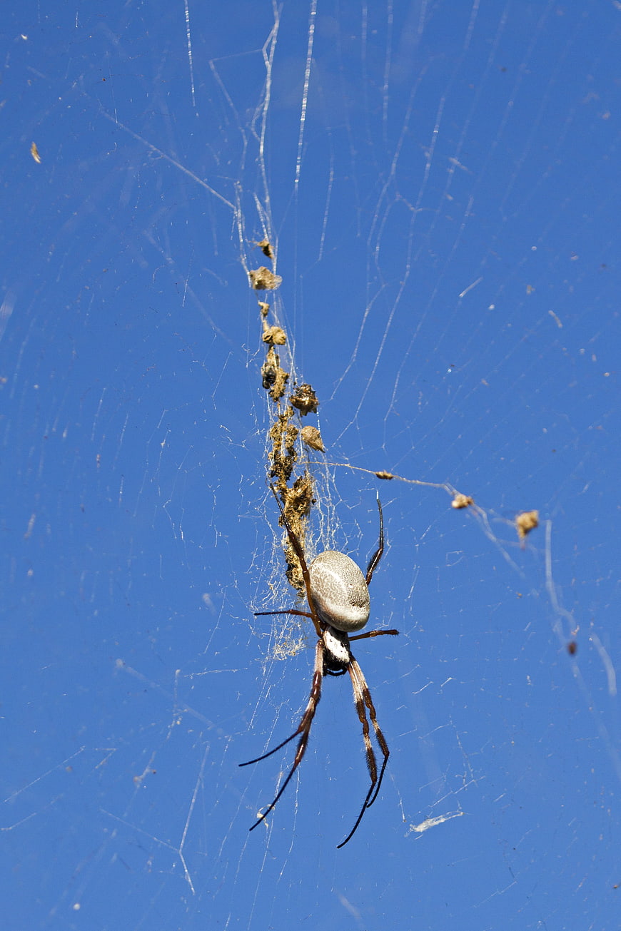 Golden Orb Spider on Web Against Blue Sky
