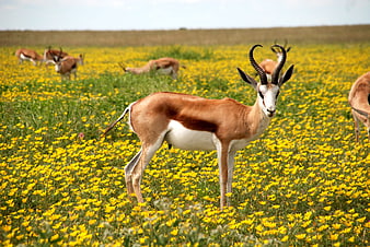 Springbok Antelope Standing in Yellow Flower Meadow