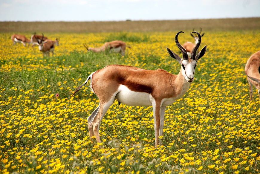 Springbok Antelope Standing in Yellow Flower Meadow