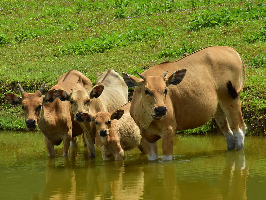 Herd of Brown Cows Standing in a Pond