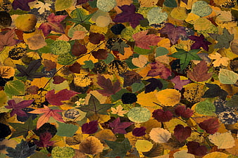 Colorful Autumn Leaves Flat Lay Background Pattern