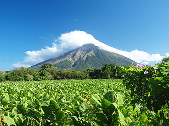 Volcanic Landscape With Tobacco Field And Cloud-Capped Peak