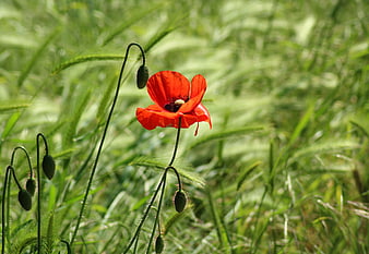 Vibrant red poppy flower blooming in a green meadow with unopened buds