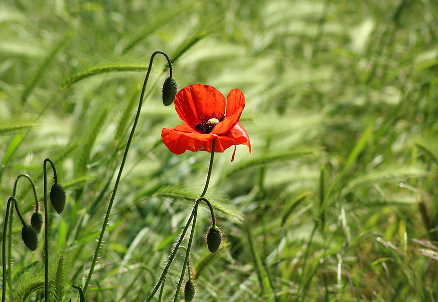 Vibrant red poppy flower blooming in a green meadow with unopened buds