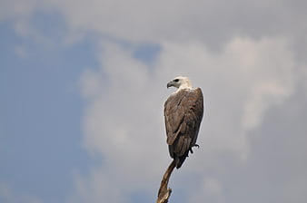 African Fish Eagle perched on a branch against a cloudy sky