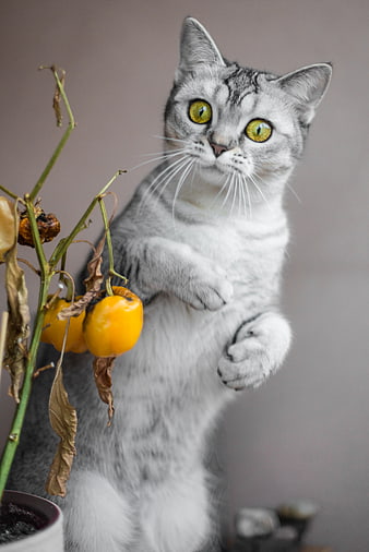 Curious Grey Tabby Cat Reaching for Yellow Peppers