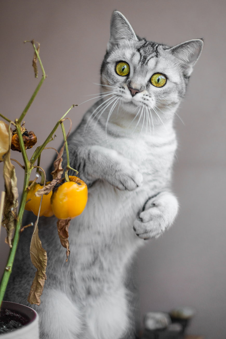 Curious Grey Tabby Cat Reaching for Yellow Peppers