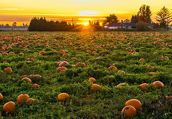 Vast pumpkin patch at golden hour with dramatic sunset sky