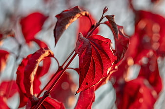 Vibrant Red Autumn Leaves Close Up Nature Photography