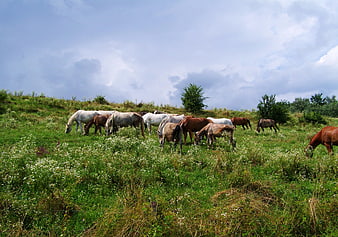Herd of horses grazing in a green meadow