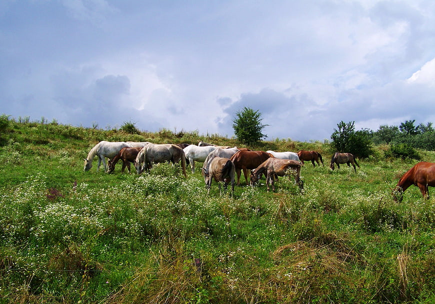 Herd of horses grazing in a green meadow