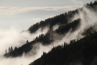 Misty mountain ridge with coniferous forest and clouds