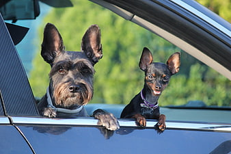Two dogs looking out of car window on sunny day