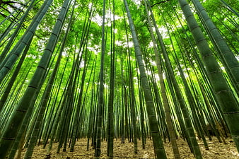 Low angle view of towering green bamboo forest canopy