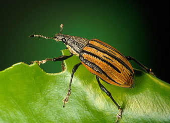 Close-up of Striped Weevil on Green Leaf