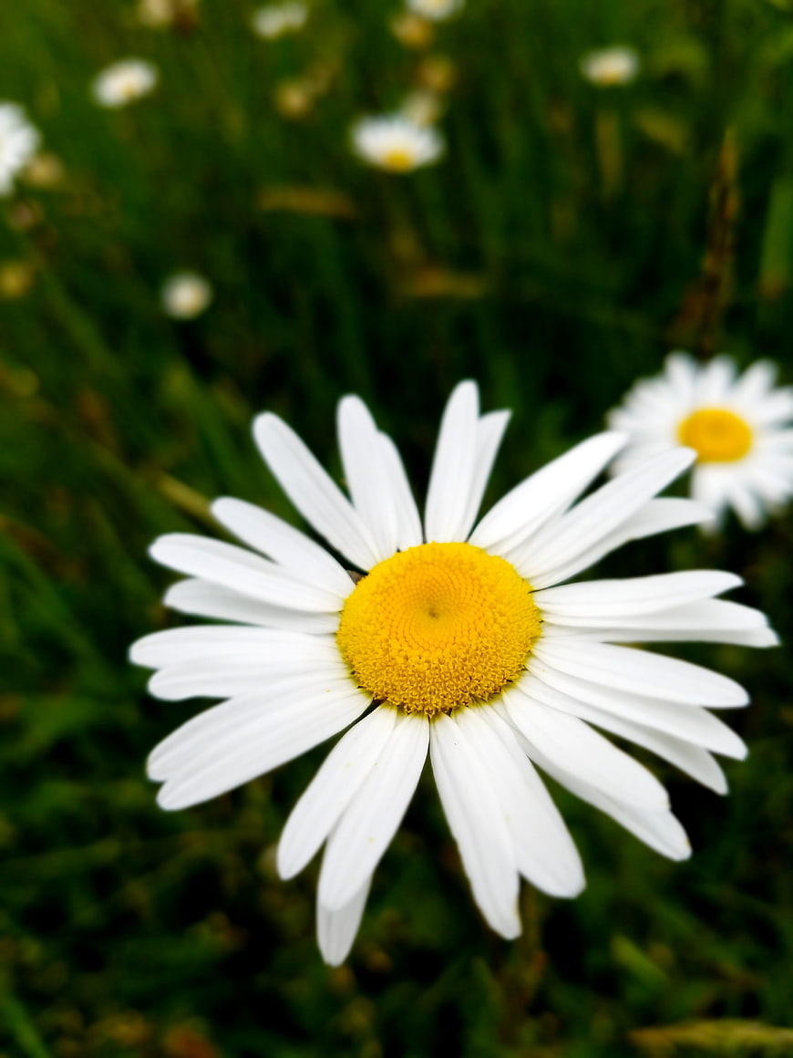 Close-up of a white daisy flower in a green meadow