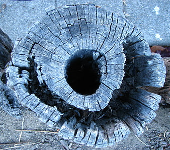 Close-up of weathered blue-gray tree stump with radial cracks