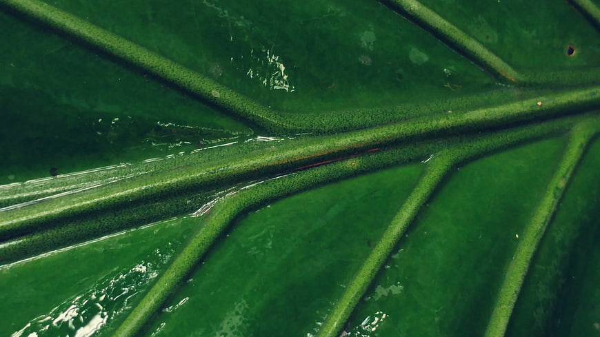 Close-up of vibrant green leaf veins with water droplets