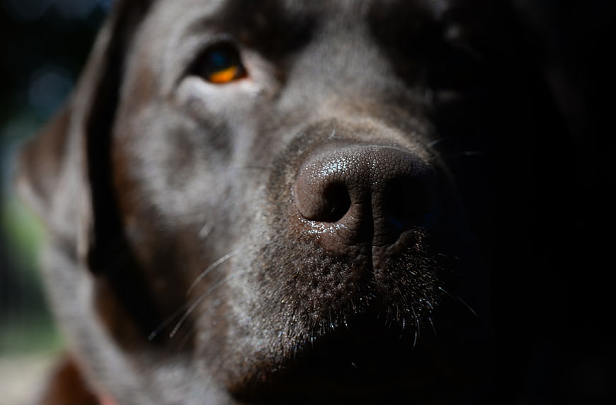 Close-up portrait of a chocolate Labrador Retriever face