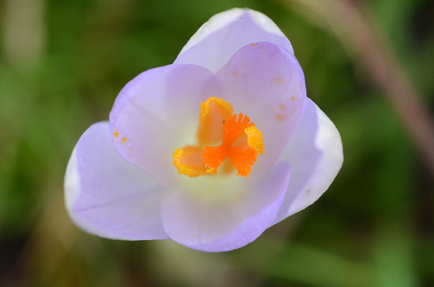 Close-up of a delicate purple crocus flower with orange stamens