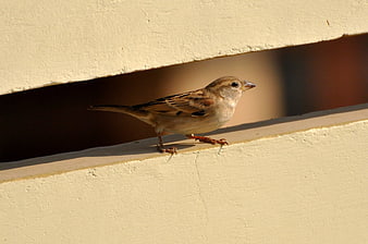 Small brown sparrow perched on a cream-colored ledge in warm sunlight