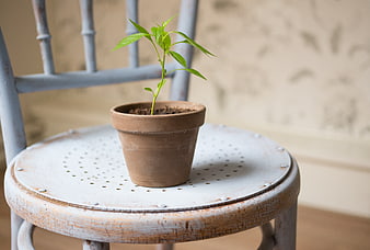 Small green plant in terracotta pot on vintage chair