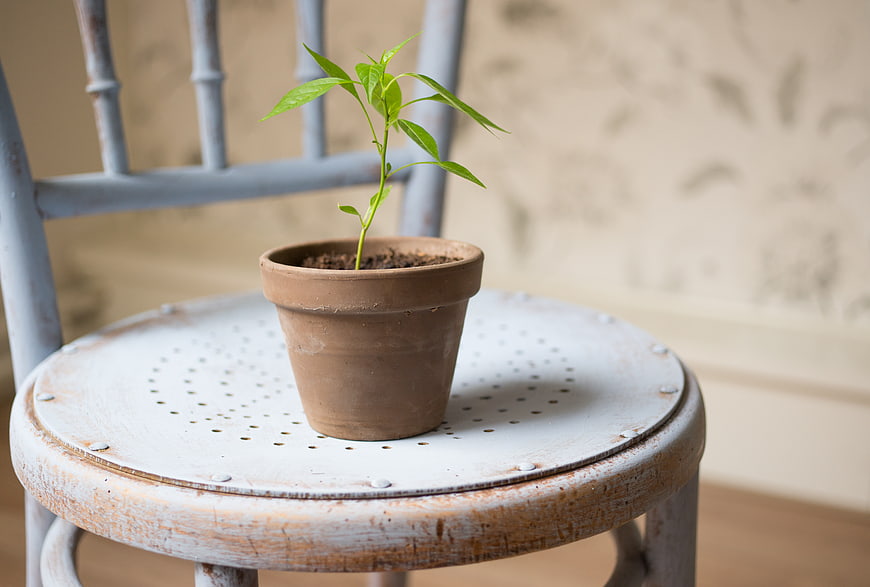 Small green plant in terracotta pot on vintage chair