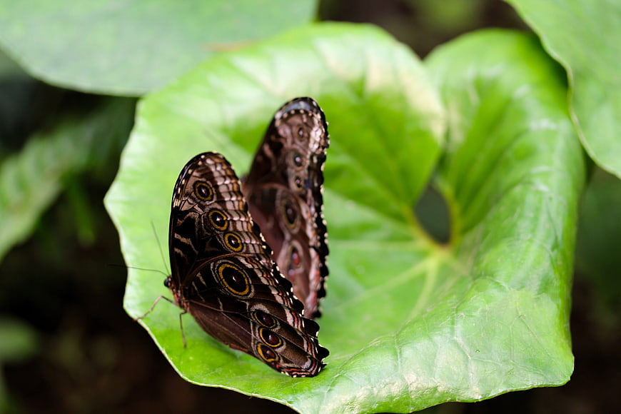 Close-up of Owl Butterfly on Green Leaf