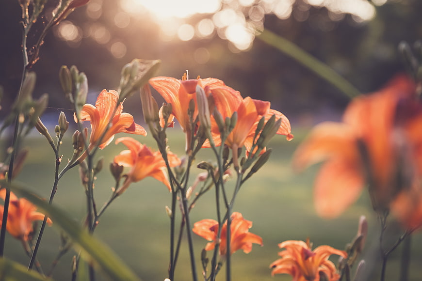 Orange Daylilies Blooming in Sunlight with Bokeh Background