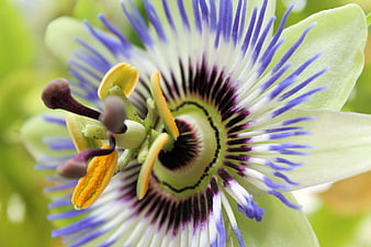 Close-up of a vibrant purple and white passion flower