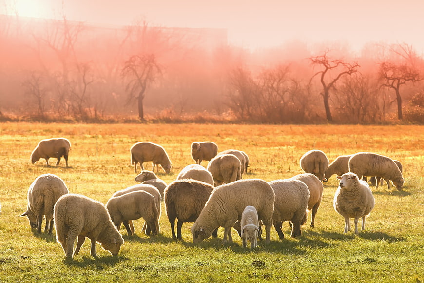 Flock of Sheep Grazing in Golden Meadow at Sunrise