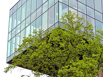 Modern Glass Office Building with Green Tree