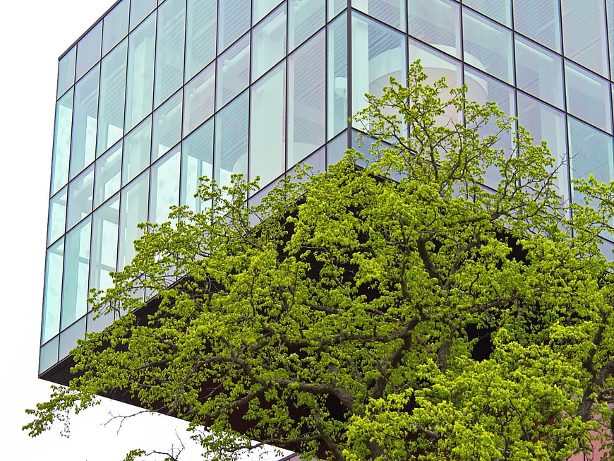 Modern Glass Office Building with Green Tree