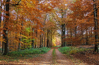 Autumn Forest Path With Golden Beech Trees And Fallen Leaves