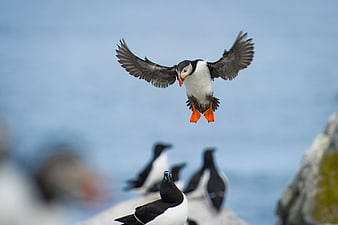 Atlantic Puffin Flying with Wings Spread Over Ocean