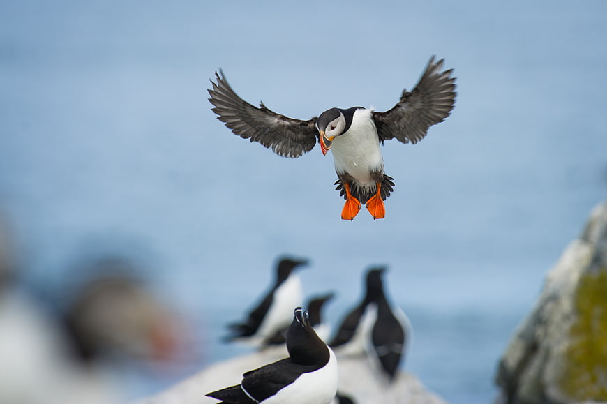 Atlantic Puffin Flying with Wings Spread Over Ocean