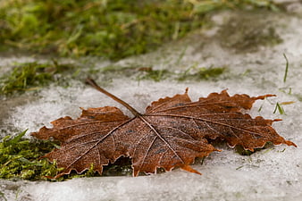 Frosty brown maple leaf on ice with green moss