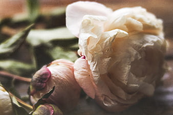 Soft Focus Pink Peony Flower Close Up