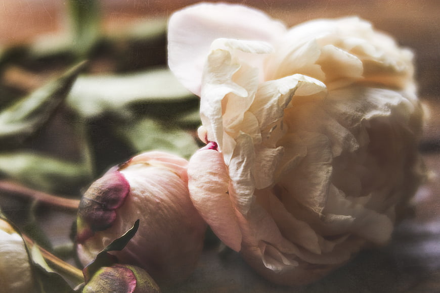 Soft Focus Pink Peony Flower Close Up