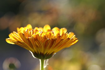 Close-up of a vibrant yellow calendula flower in sunlight