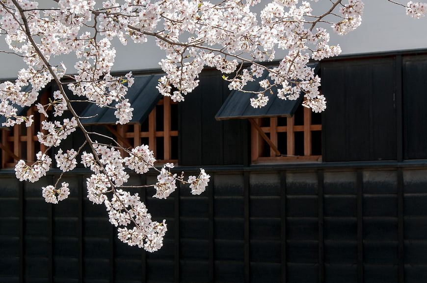 Cherry Blossoms Blooming Against Traditional Japanese Wooden Architecture