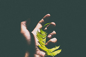 Hand holding green fern leaf against dark background
