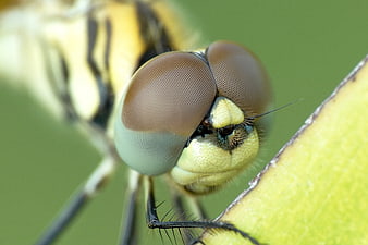 Macro close-up of a dragonfly head with compound eyes on a green leaf