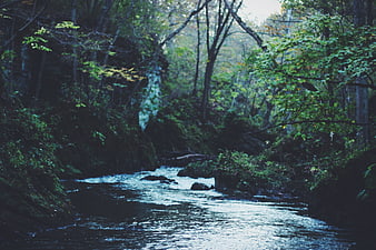 Serene Forest Stream Flowing Through Lush Green Woods