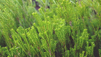 Close-up of vibrant green rosemary plant leaves