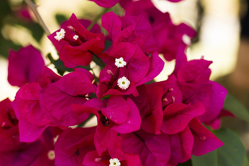Vibrant Pink Bougainvillea Flowers in Close-Up