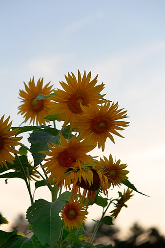 Vibrant Sunflowers Blooming Against Soft Blue Sky