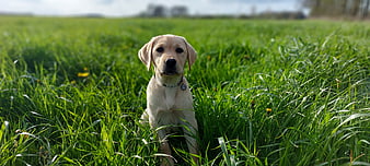 Cute Yellow Labrador Puppy Sitting in Green Grass Field